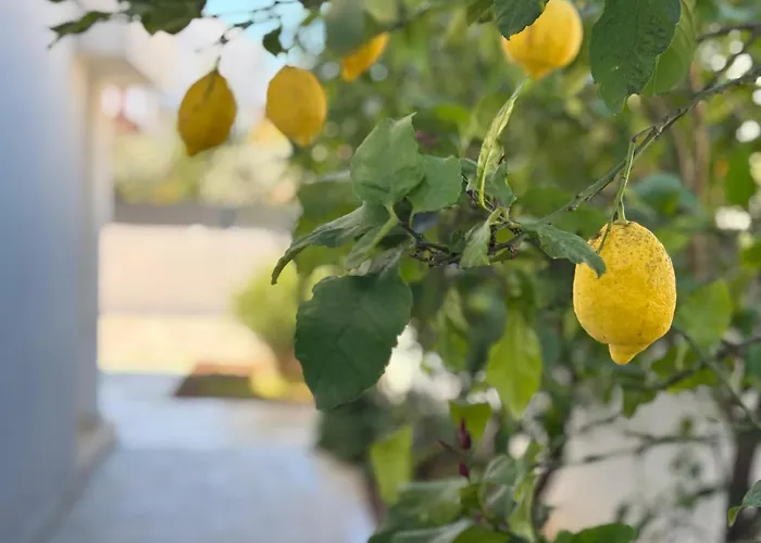 Spacious Chic Apartman Zadar